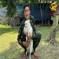 chothuechocanh